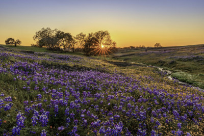 Sunset in Spring by DonnaHom APA