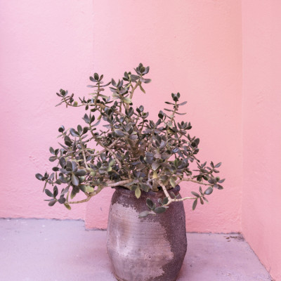 Spanish Rustic Succulent