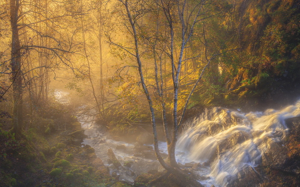 Golden Forest Stream by Rune Askeland — canvas wall art