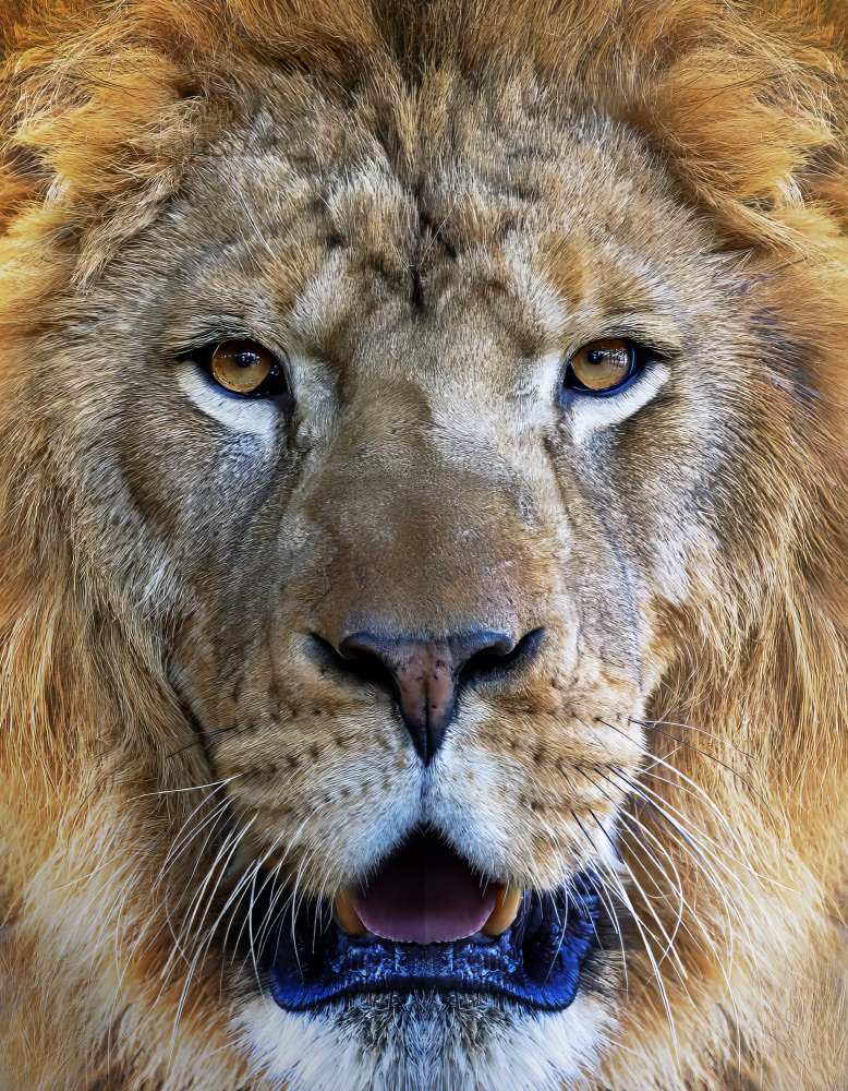 Majestic Lion Gaze by Yousef Abuaisheh — canvas wall art