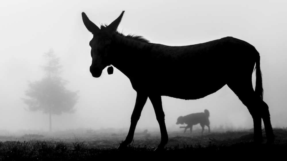 Misty Donkey Silhouette by Sveduneac Dorin Lucian — canvas wall art