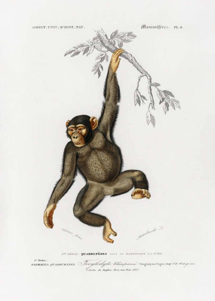 Chimpangze by Charles Dessalines D Orbigny — canvas wall art