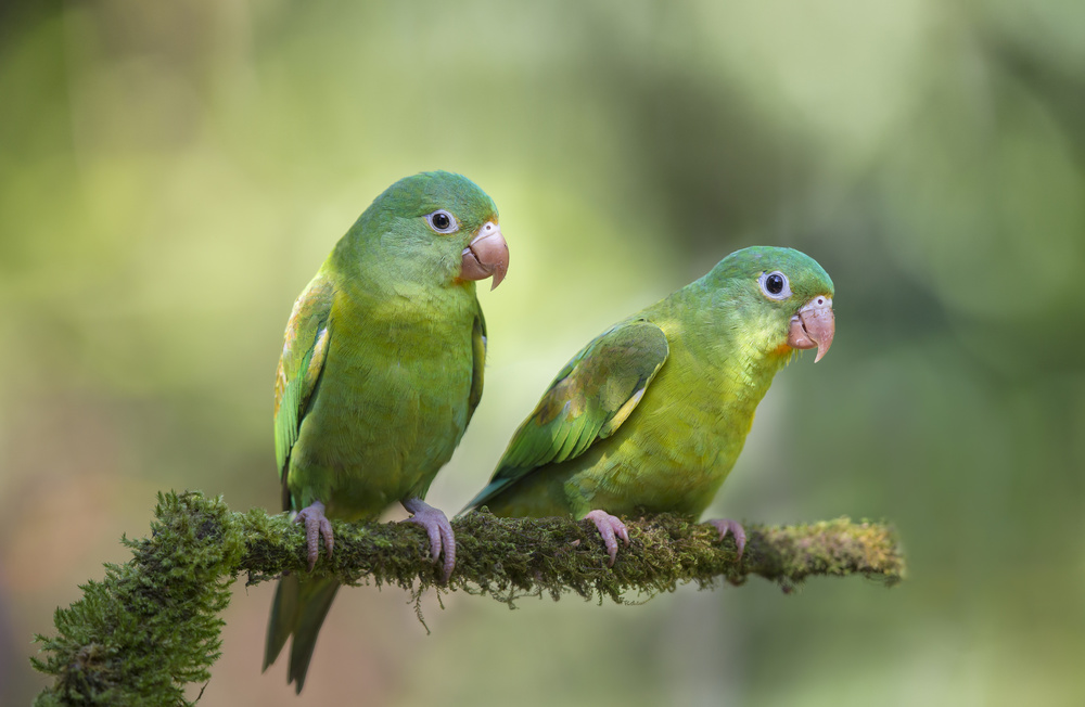 Vibrant Green Parrots by Greg Barsh — canvas wall art