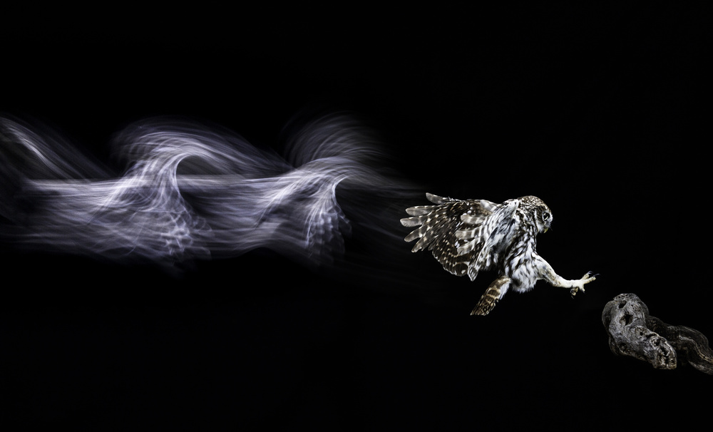 Dynamic Owl Flight by Rodrigo Núñez Buj — canvas wall art