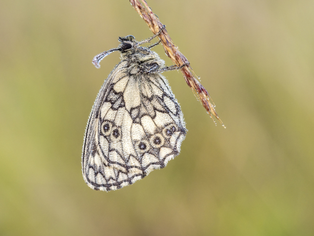 Delicate Morning Butterfly by Rostislav Kralik — canvas wall art