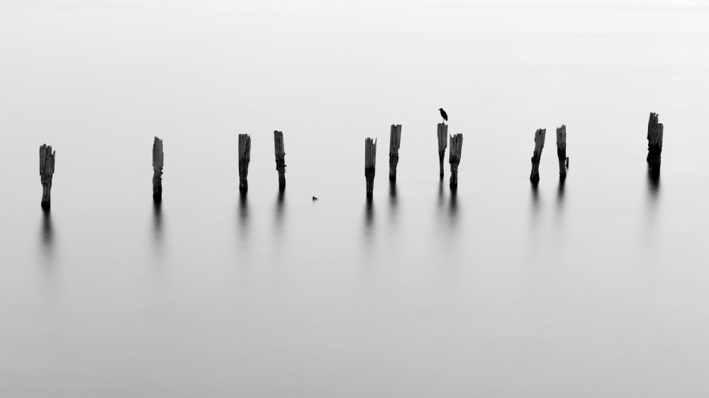 Monochrome Pilings and Bird by Milton Mpounas — canvas wall art