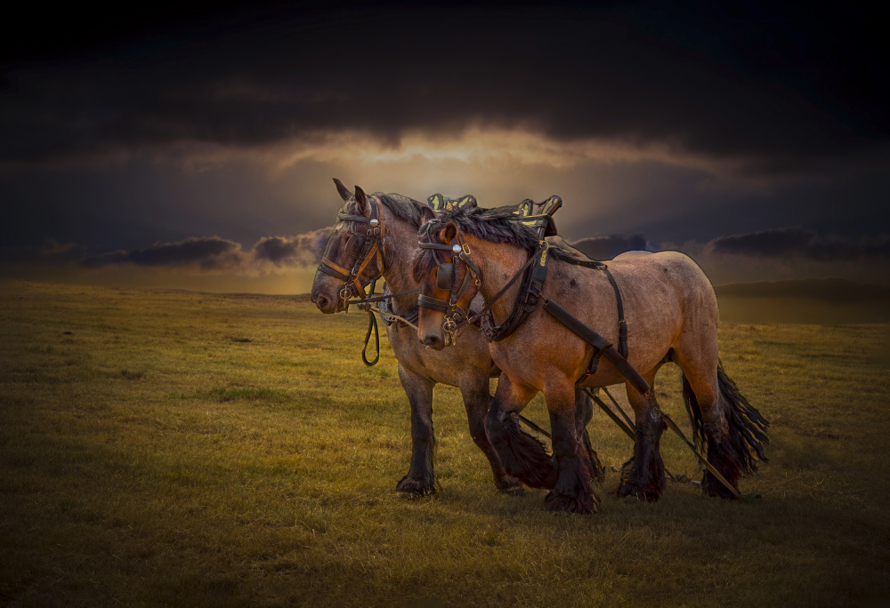 Draft Horses Golden Field by Laruelle Philippe — canvas wall art