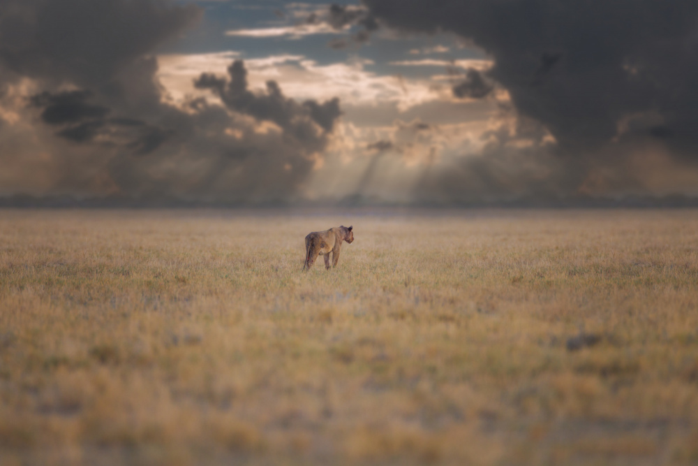 Lioness Golden Savanna by Ozkan Ozmen / Big Lens Adventures — canvas wall art