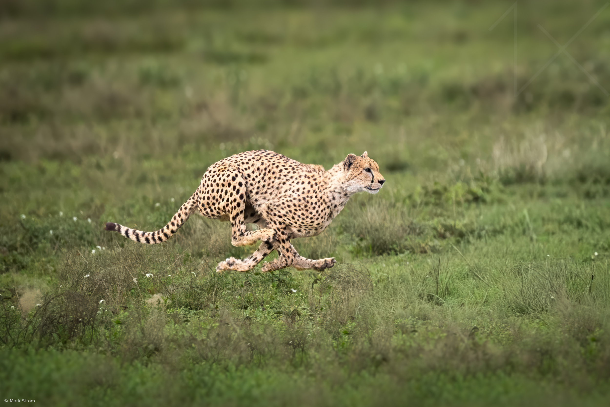 Champion Racer in Tuck Position