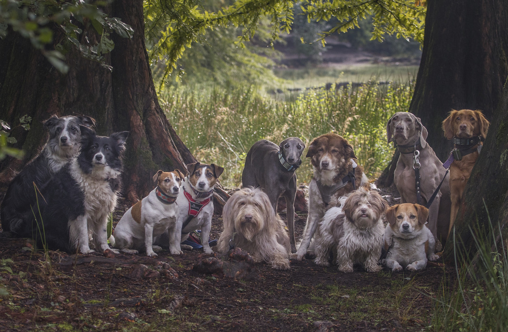 Dogs in the Forest by Roelof de Hoog — canvas wall art