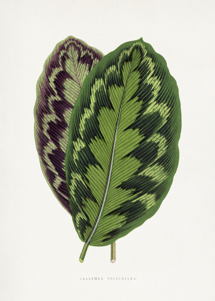 Calathea Veitchiana Leaf Illustration by Les Plantes a Feuillage Colore — canvas wall art
