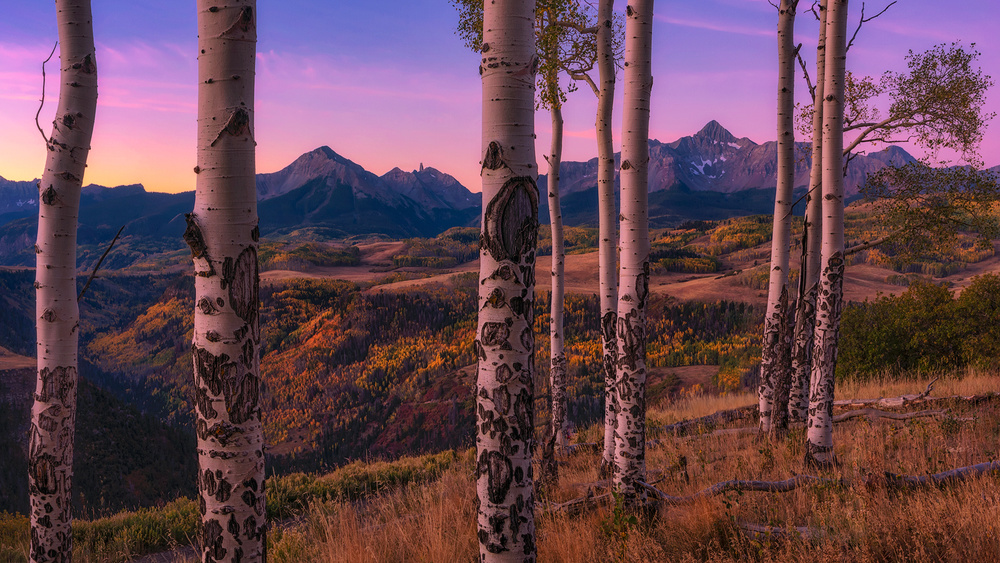 Purple Mountain Autumn Aspens by Mei Xu — canvas wall art