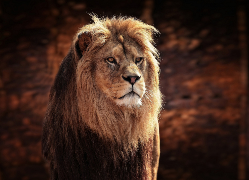 Regal African Lion by Antje Wenner-Braun — canvas wall art