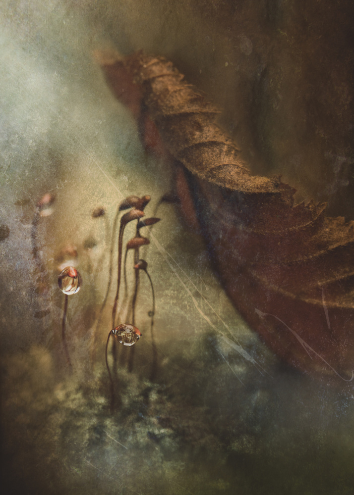 Water Drops on Moss by Kristina Zvinakeviciute — canvas wall art