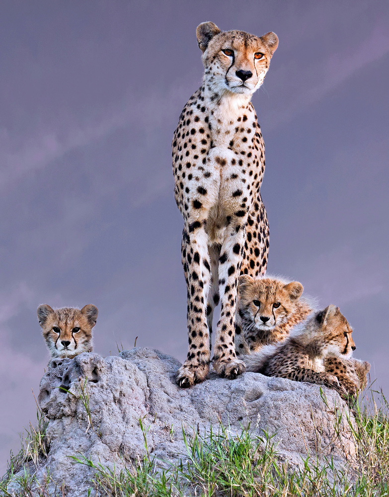 Cheetah Mother and Cubs by ARUN MOHANRAJ — canvas wall art