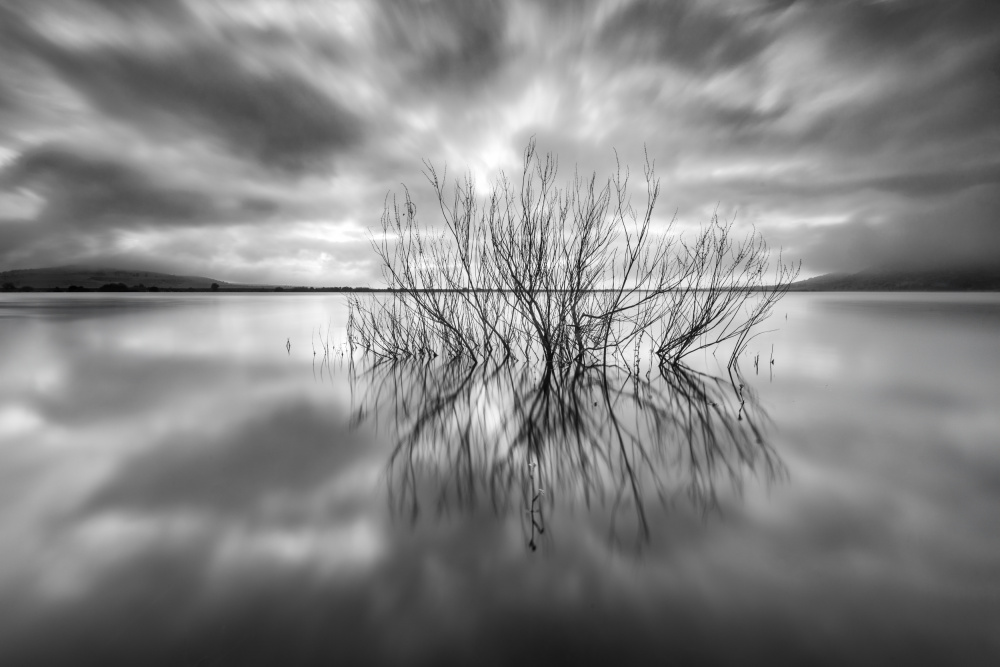 Bare Branches Reflection by Amir Ehrlich — canvas wall art