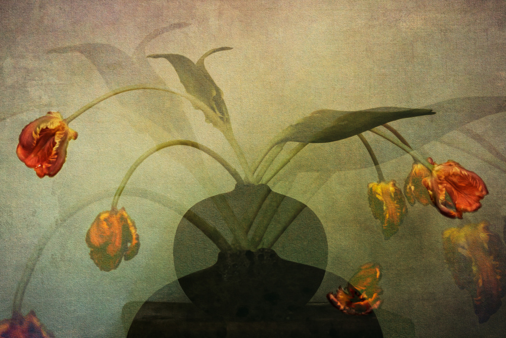 Faded Tulips Still Life by Katarina Holmström — canvas wall art