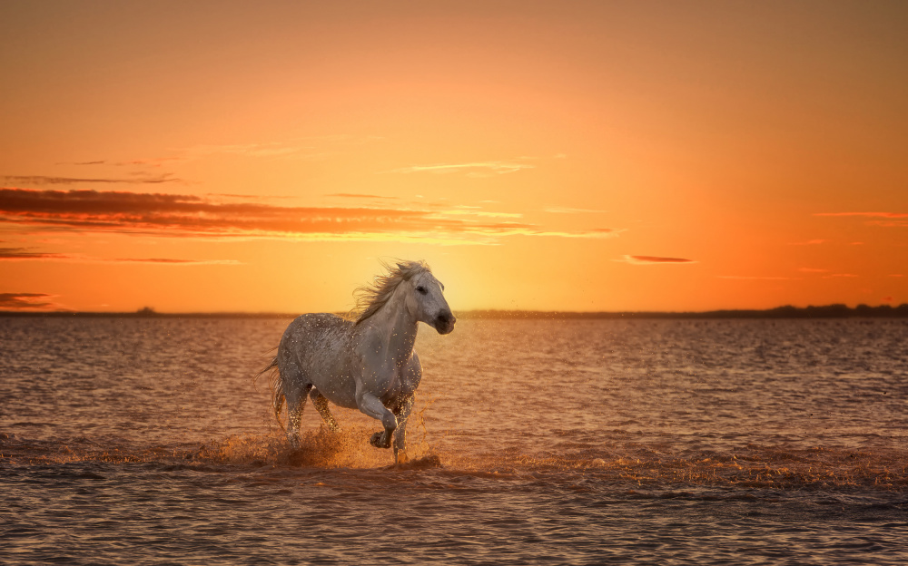 White Horse Ocean Sunset by joanaduenas — canvas wall art