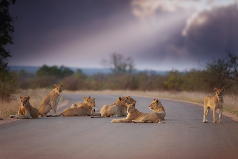 African Lion Pride Road by Ozkan Ozmen / Big Lens Adventures — canvas wall art