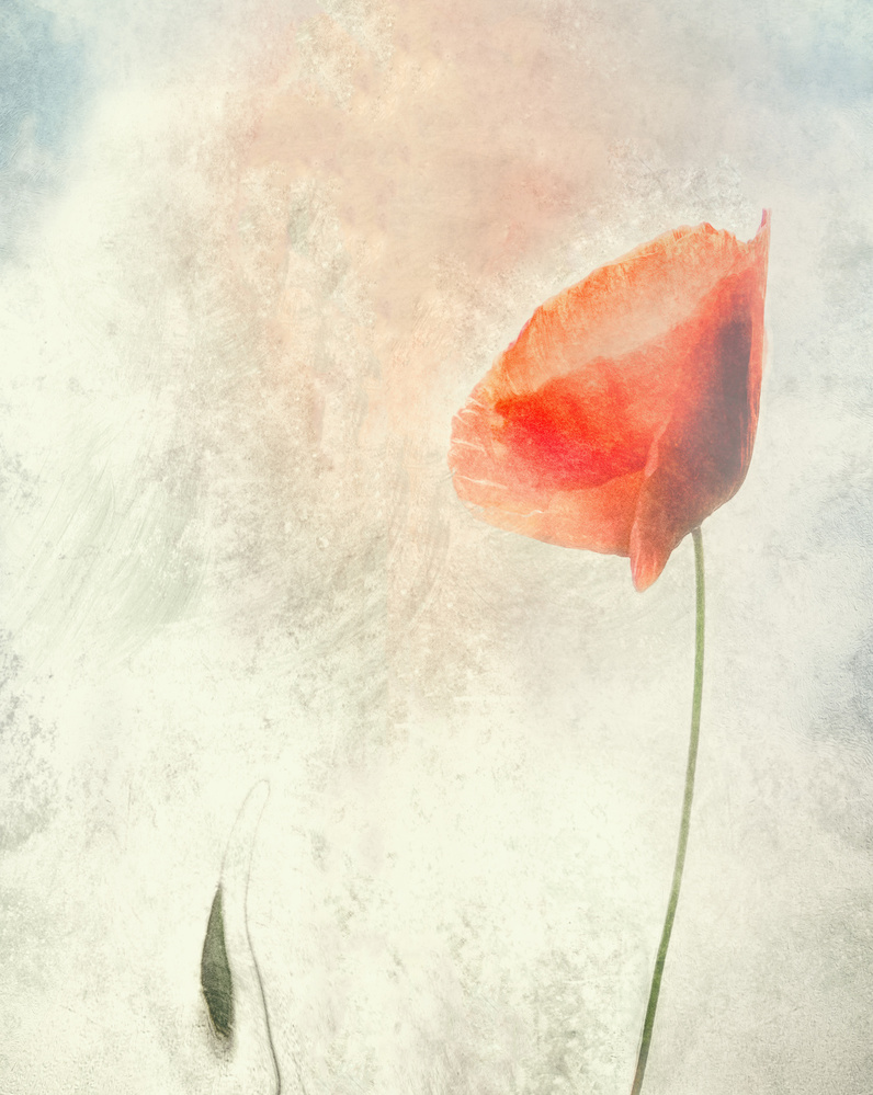 Soft Poppy Bloom by Gilbert Claes — canvas wall art