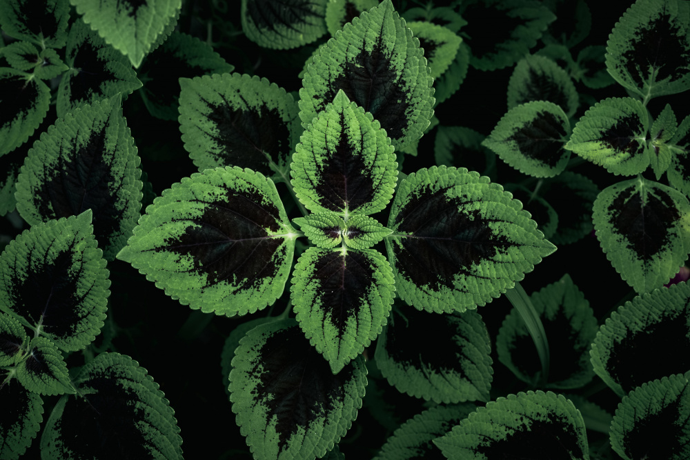 Lush Green Leaf Pattern by R Suguri — canvas wall art