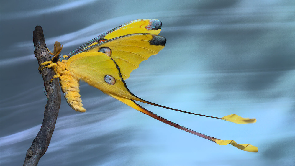 Vibrant Yellow Comet Moth by Jimmy Hoffman — canvas wall art