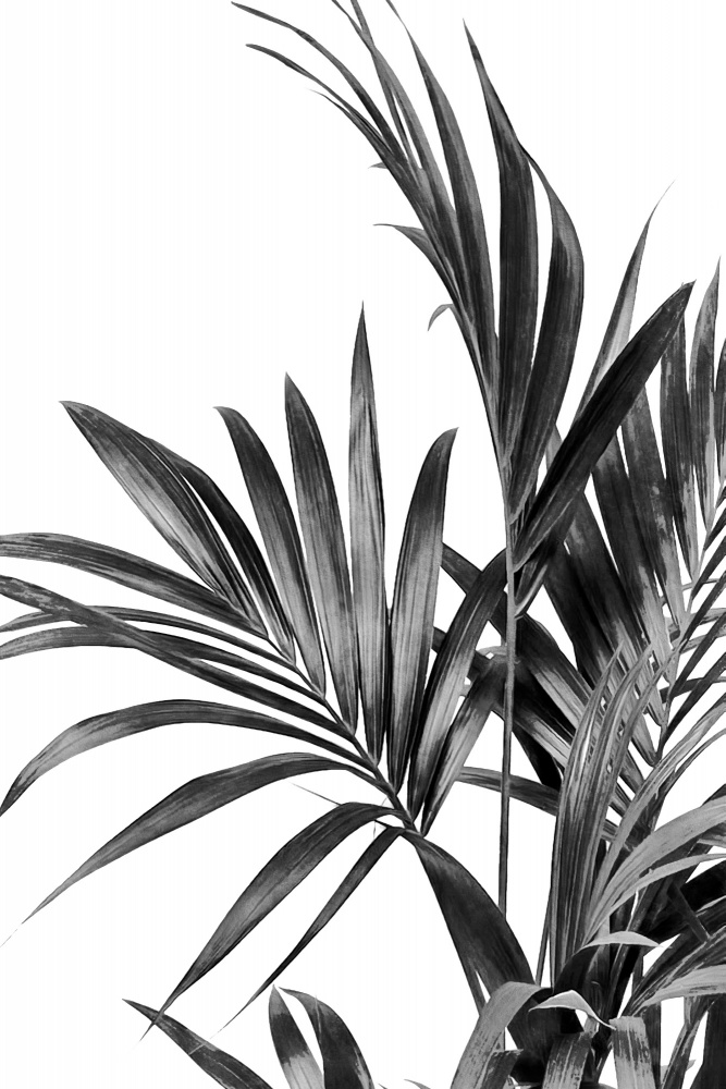 Monochrome Palm Grace by amini54 — canvas wall art