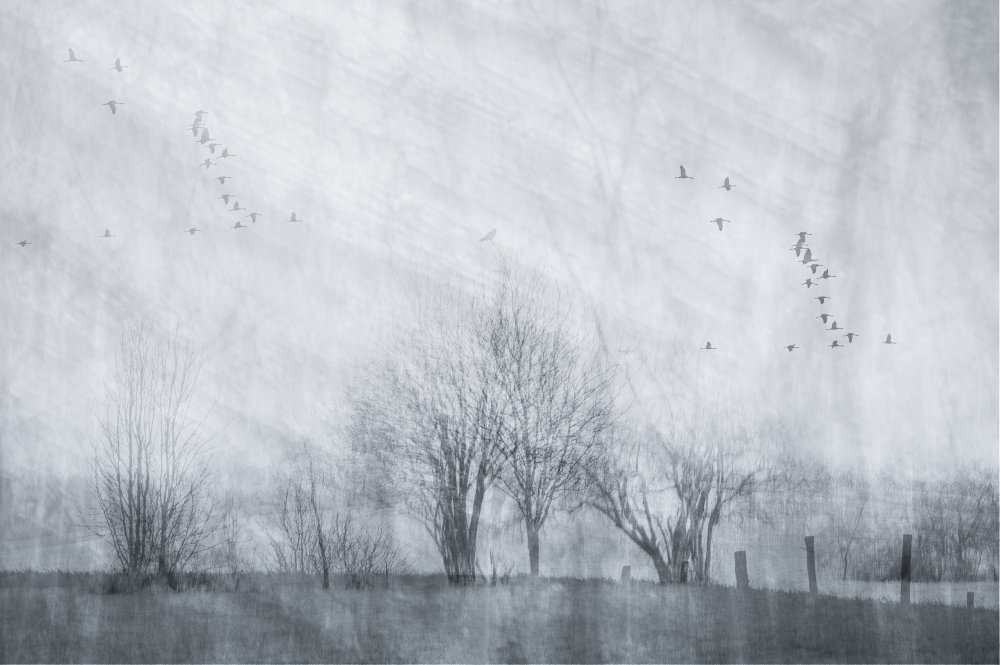 Misty Winter Flight by Ina Bouhuijzen — canvas wall art
