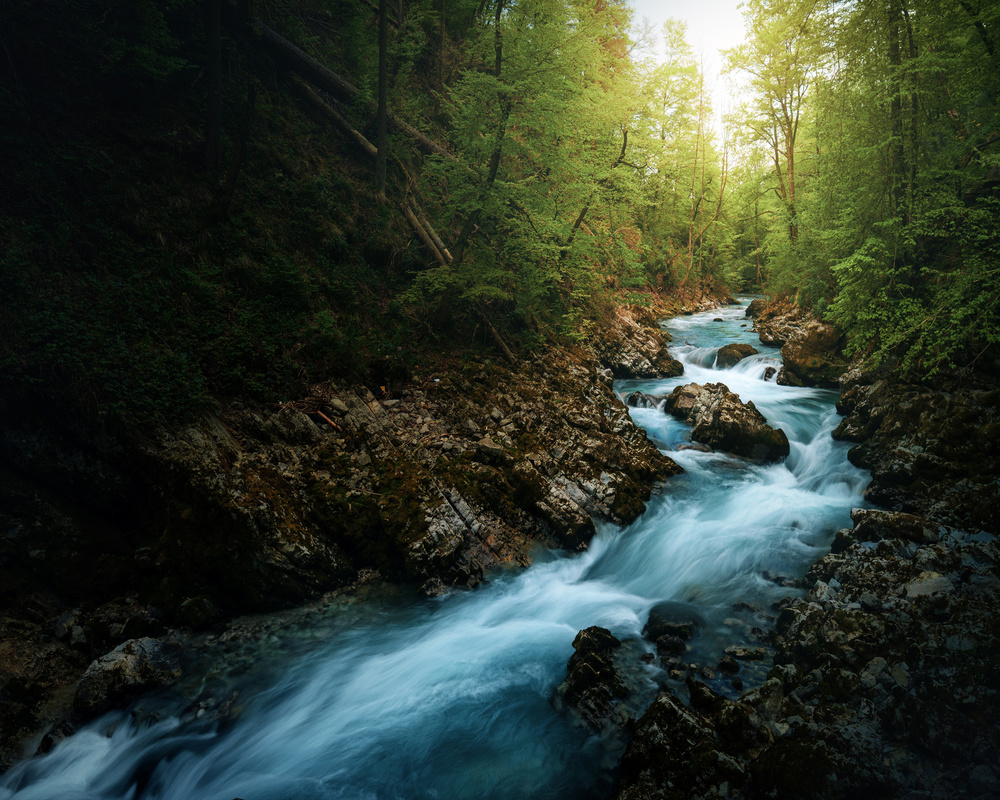 Vibrant Forest Stream by Juan Pablo de Miguel — canvas wall art
