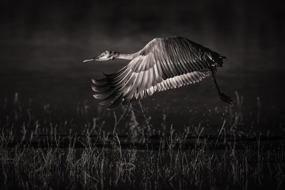 Graceful Crane Flight by C. Mei — canvas wall art