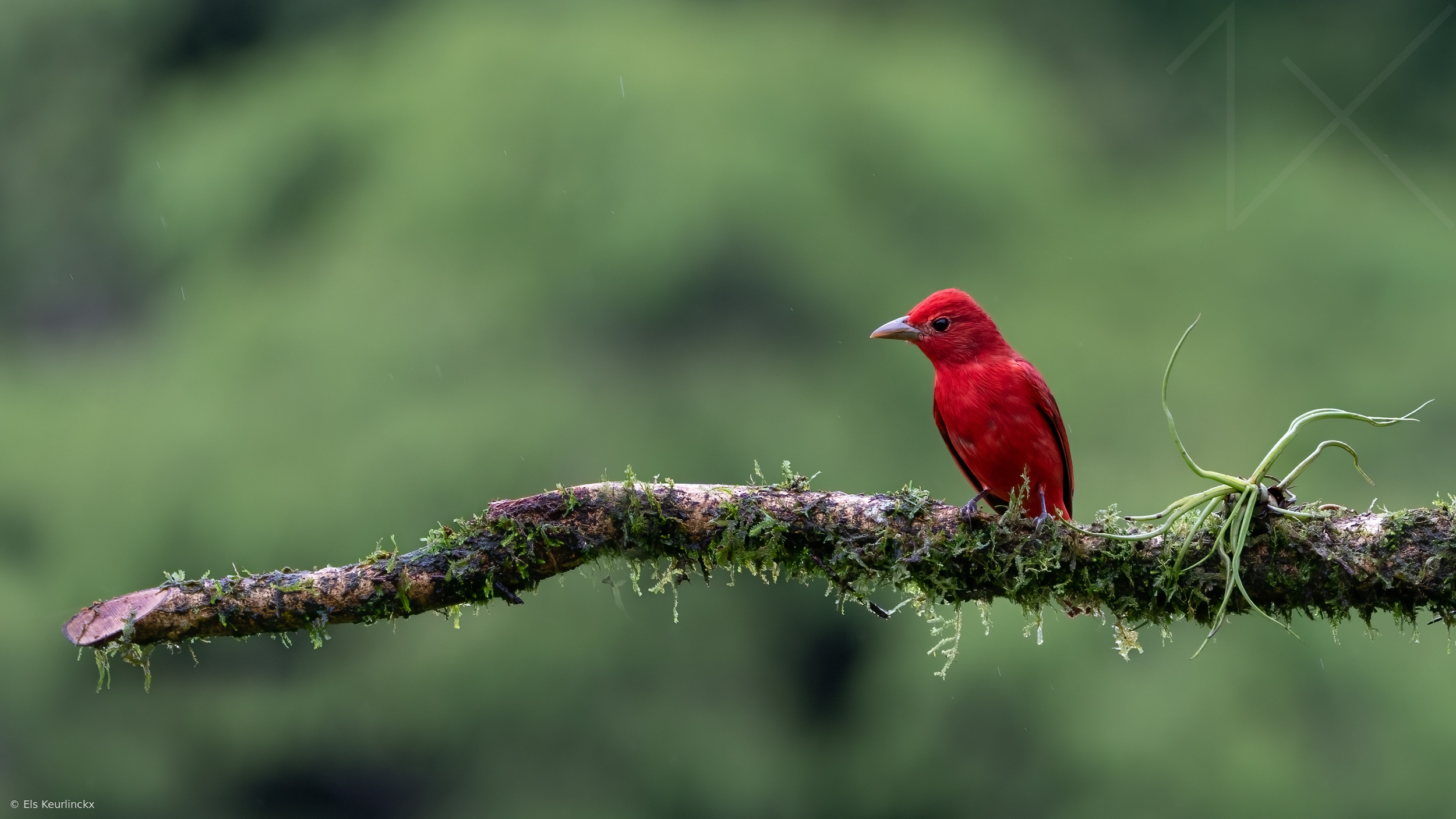 Summer Tanager