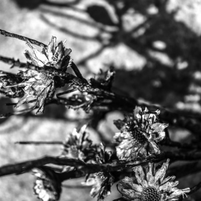 Petals In Shadowsjpg