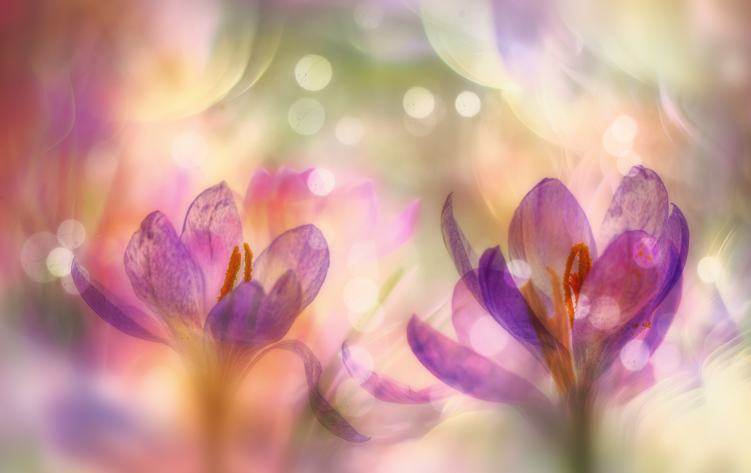 carnivalesque crocuses