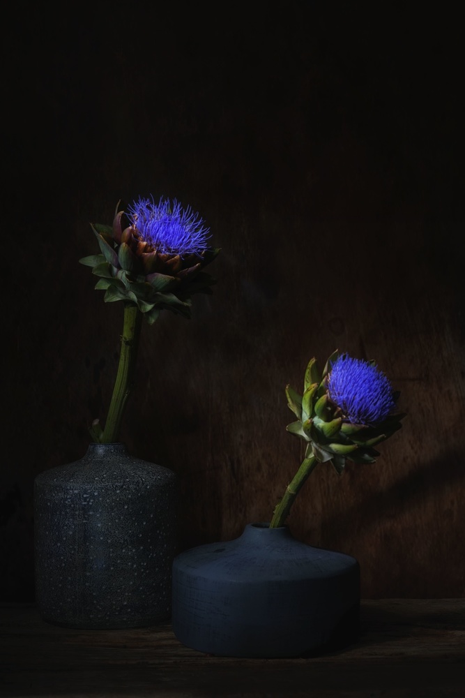 Dark Artichoke Blooms by Saskia Dingemans — canvas wall art