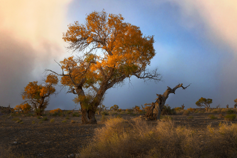 Golden Desert Trees by Dennis Zhang — canvas wall art