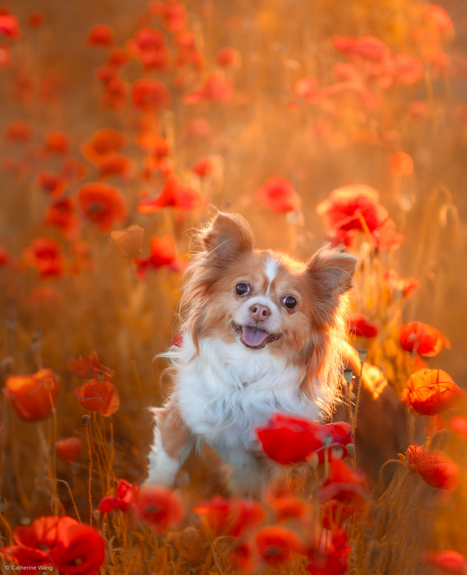 Miko in Poppies