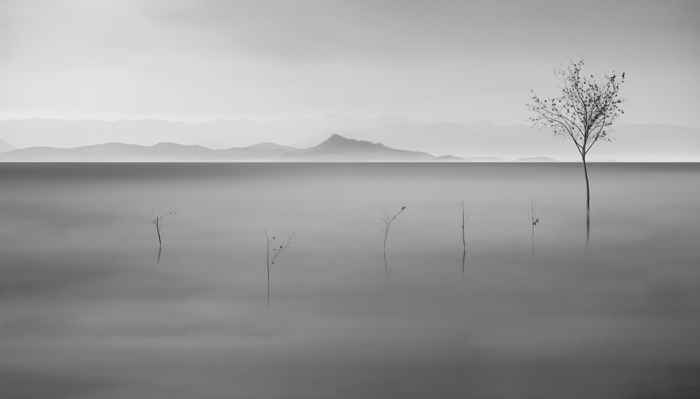 Misty Lake Lone Tree by Asef Azimaie — canvas wall art
