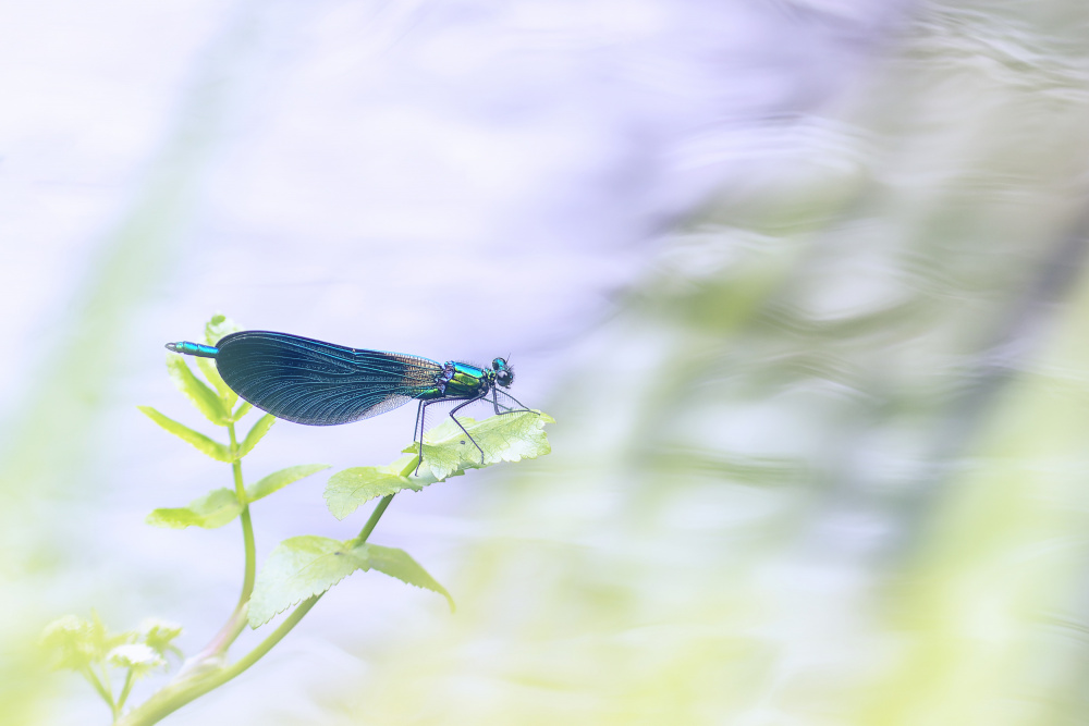 Iridescent Blue Damselfly by Benjamine Hullot Scalvenzi — canvas wall art