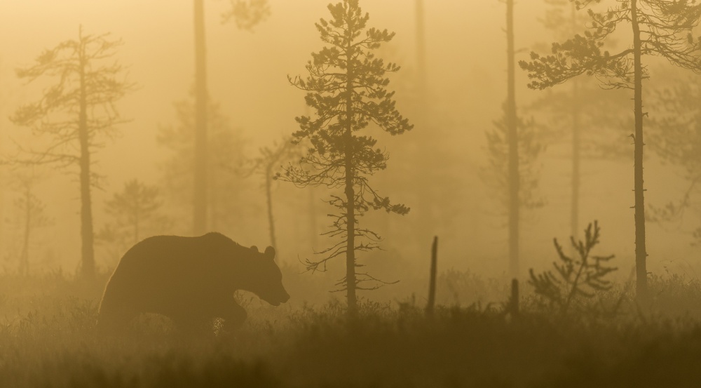 Bear in Golden Fog by Svein Ove Linde — canvas wall art