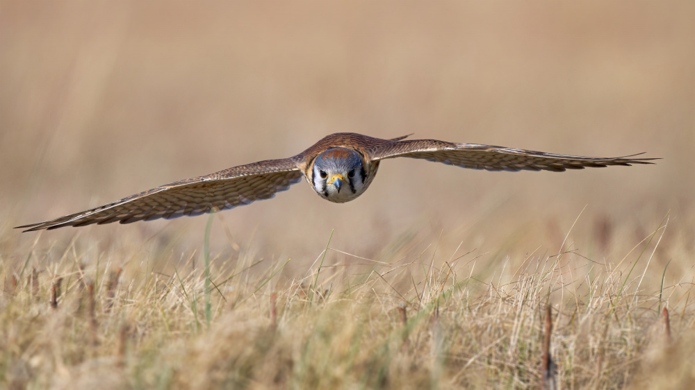 Kestrel In Flight by Johnny Chen — canvas wall art