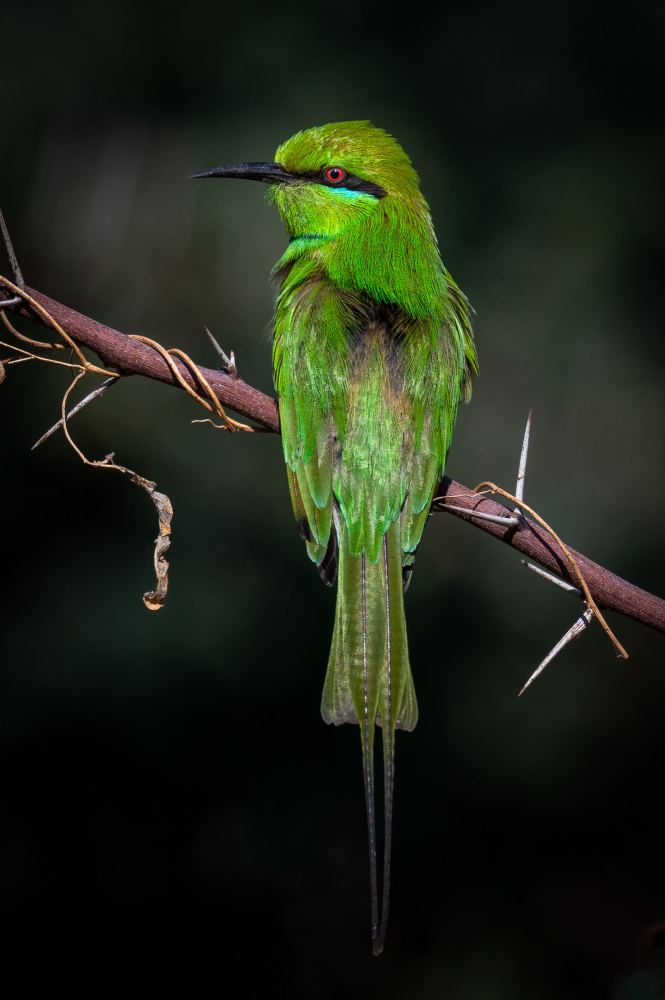 Vibrant Green Bee-eater by Amro — canvas wall art