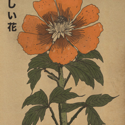 Beautiful Japanese Flower