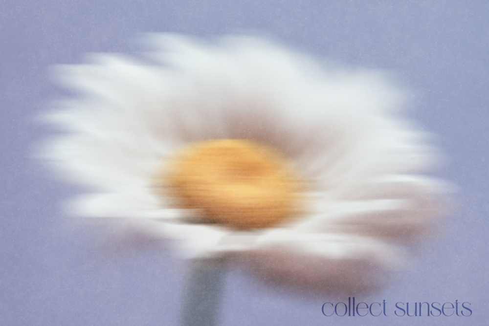 Dreamy White Bloom by Treechild — canvas wall art