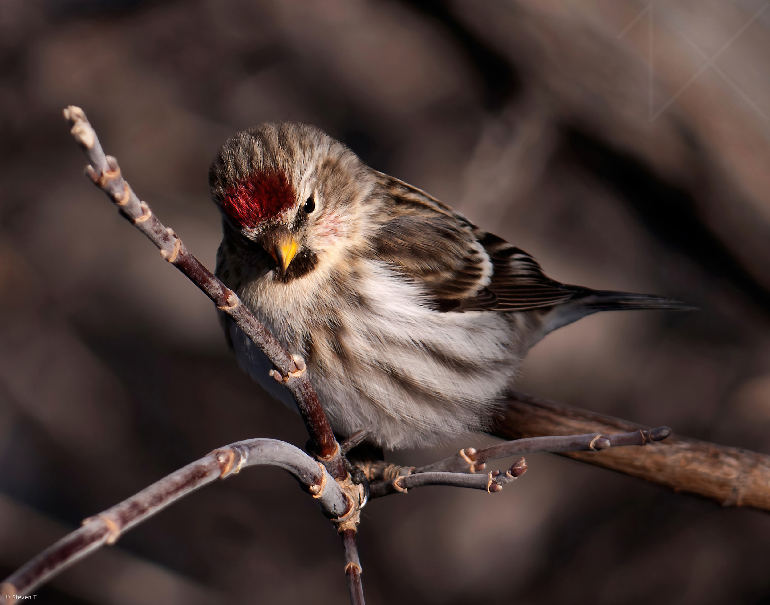 House Finch
