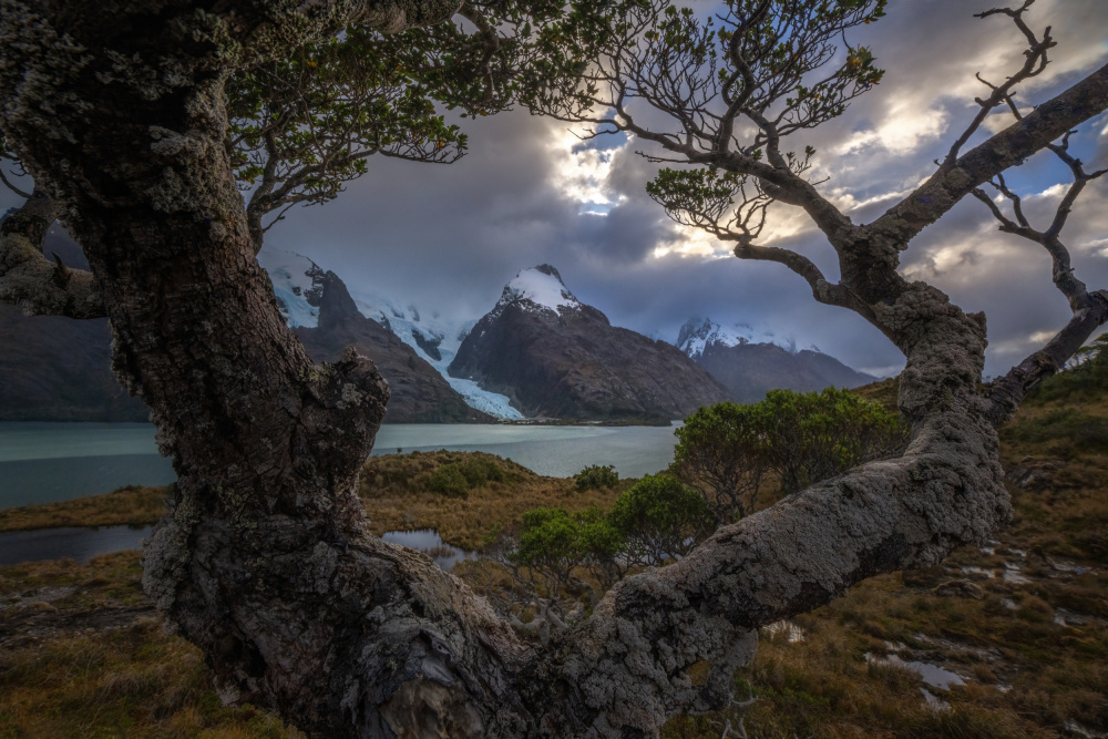 Gnarled Tree Glacier View by James S. Chia — canvas wall art