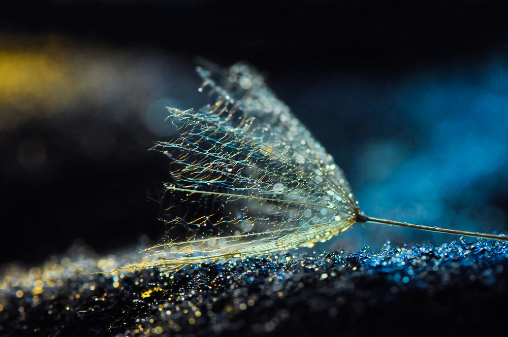 Luminous Dandelion Seed by Ivelina Blagoeva — canvas wall art