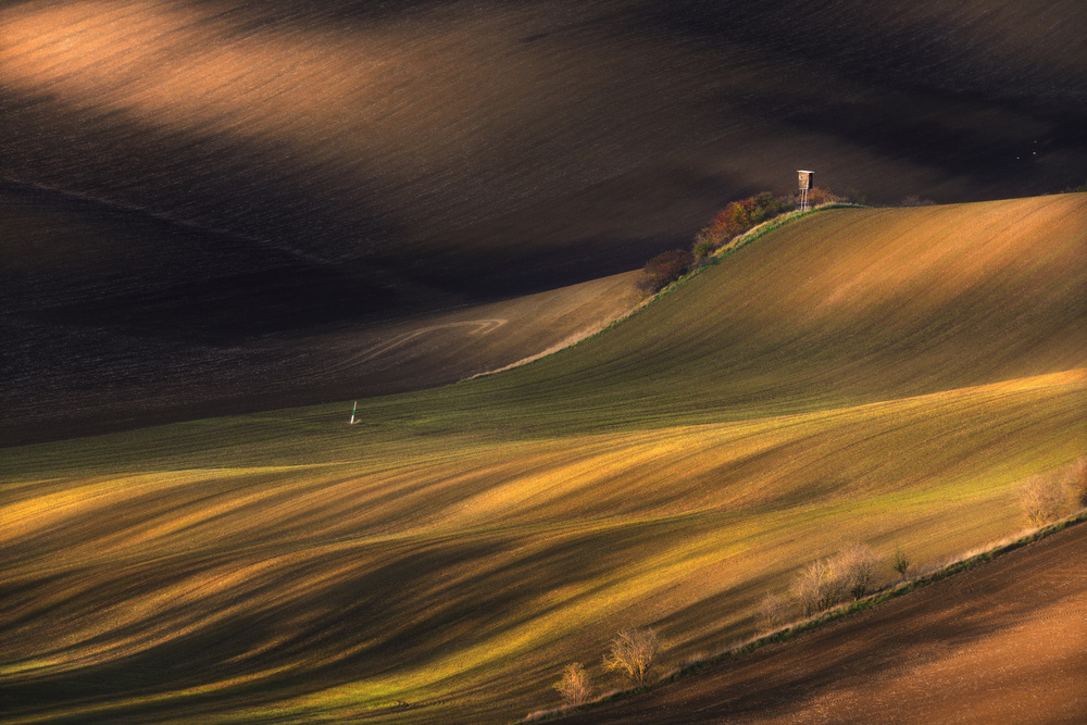 Wavy Fields Golden Light by Vlad Sokolovsky — canvas wall art