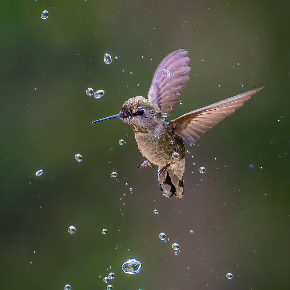 Hummingbird Splash by Ning Lin — canvas wall art