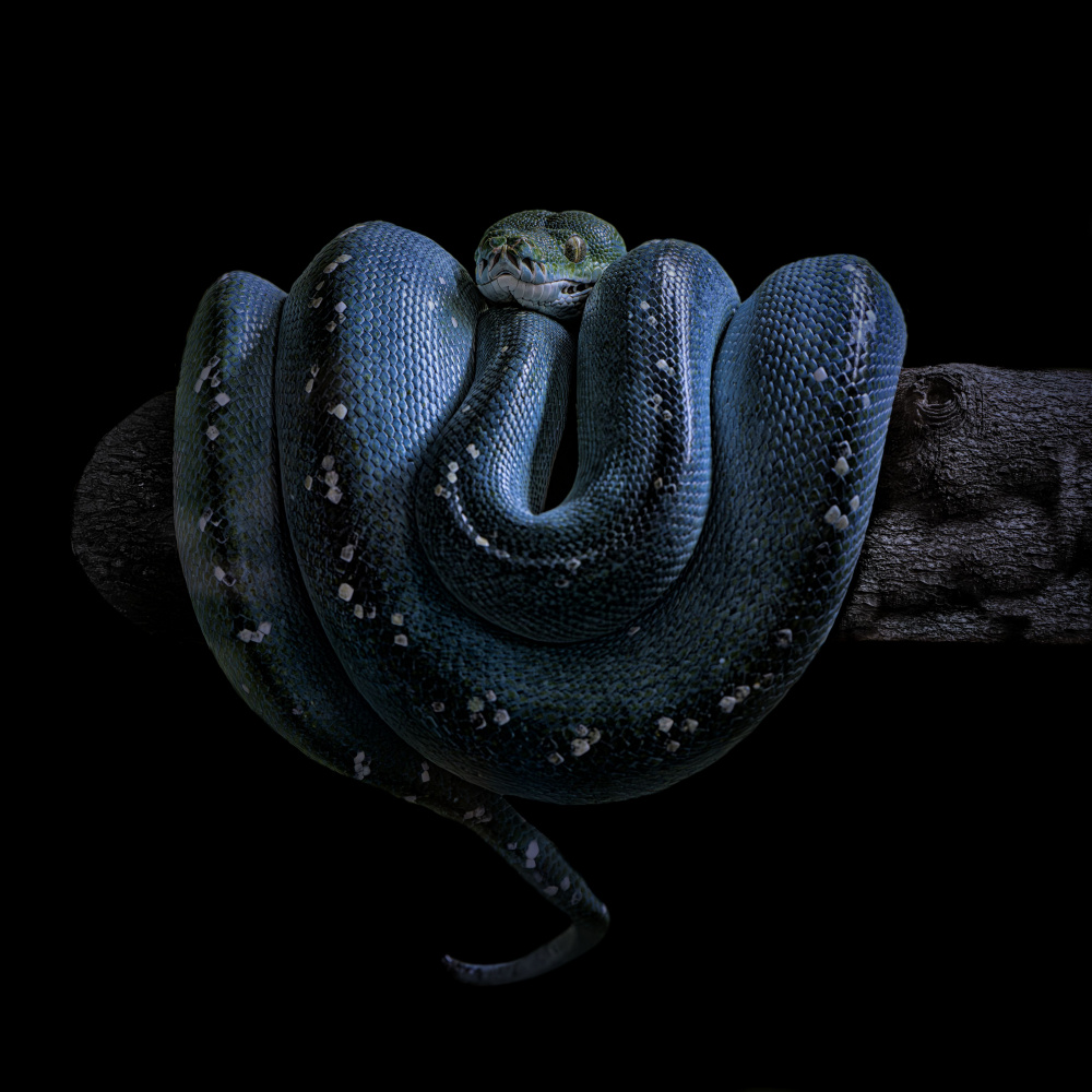Coiled Blue Python by Georgios Tsikiridis — canvas wall art