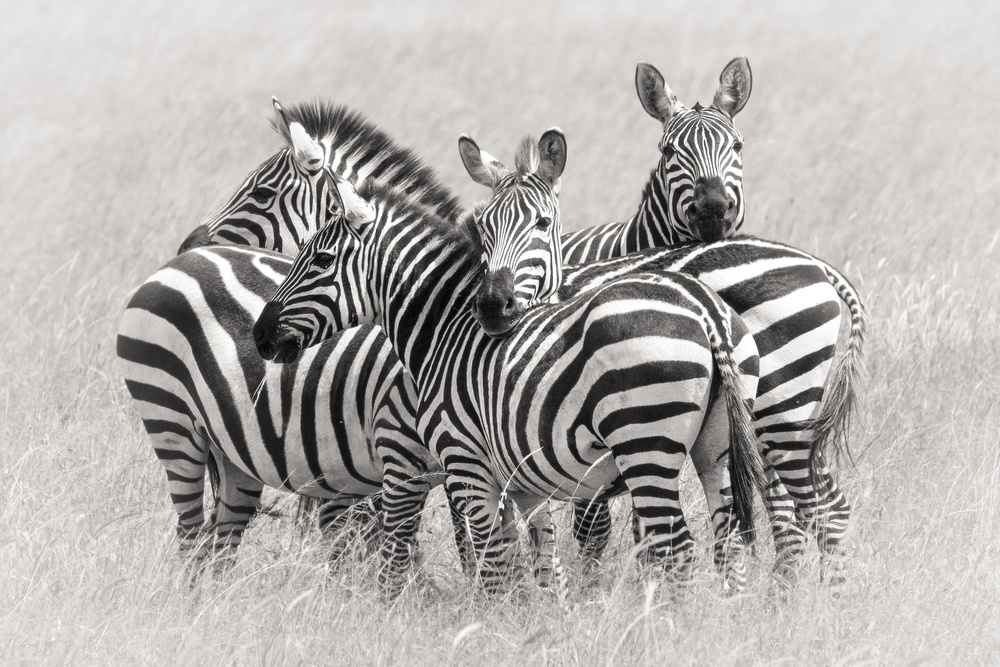 Wild Zebra Herd by Kirill Trubitsyn — canvas wall art